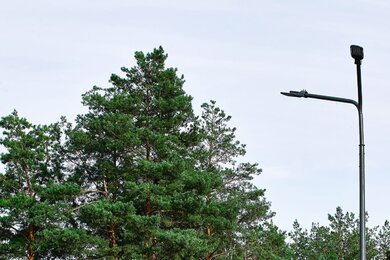 Опоры паркового освещения на фоне хвойных деревьев