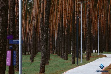 Опори паркового освітлення вздовж доріжки в хвойному парку